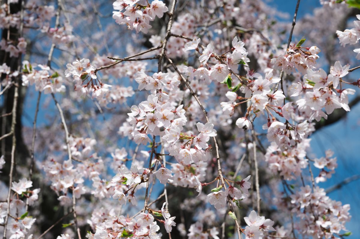 南信州の桜旅　杵原学校